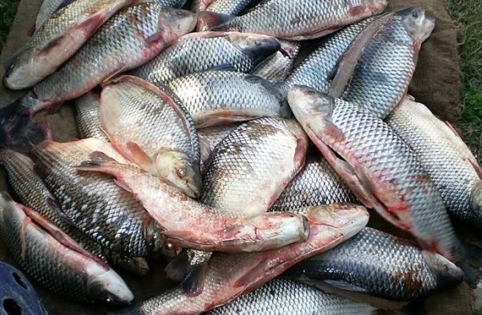 Encuentran casi diez agroquímicos diferentes en sábalos y sedimentos de ríos santafesinos