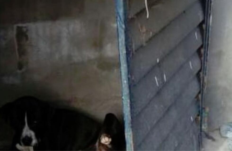 Indignante: encontraron a un perro mutilado en sus genitales y atado a un árbol