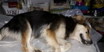 Perro atropellado en San Lorenzo