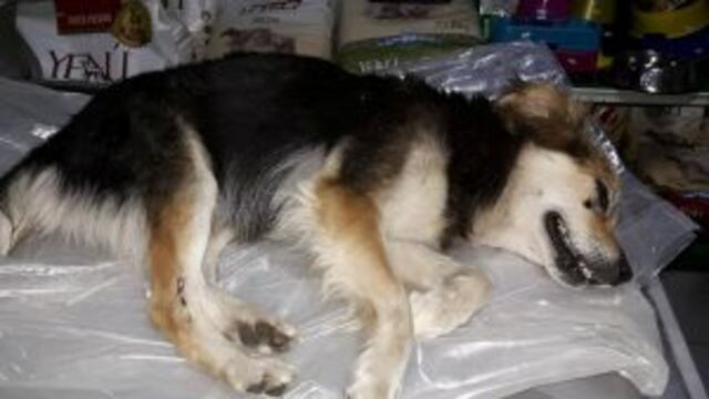 Perro atropellado en San Lorenzo