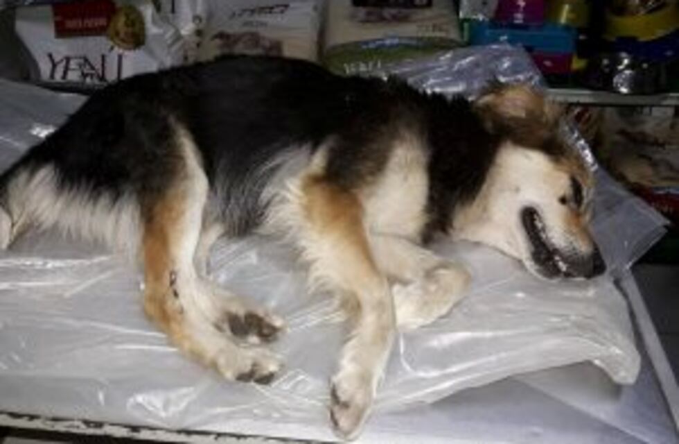 Repudian en las redes a un conductor, que atropelló a un perro y huyó