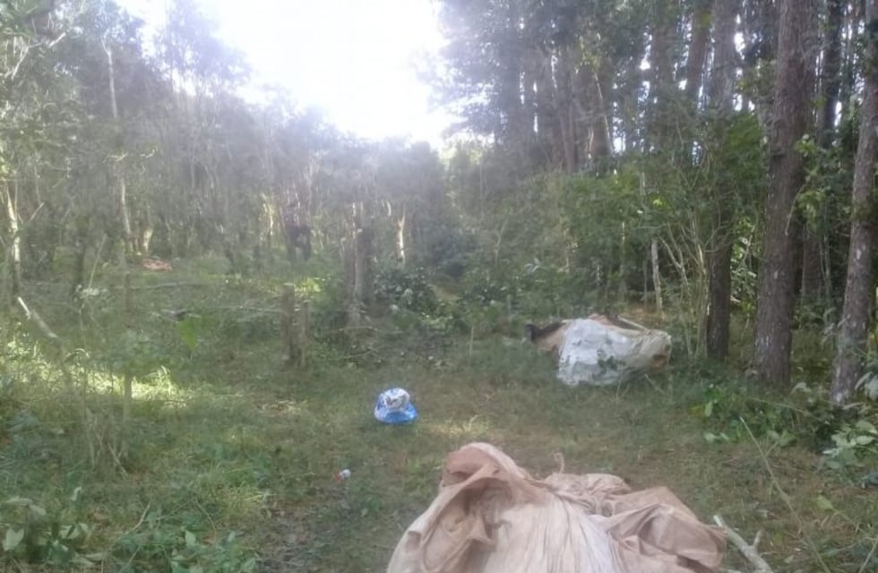 Contrató una cuadrilla para cosechar yerba mate en Ruiz de Montoya y lo detuvieron