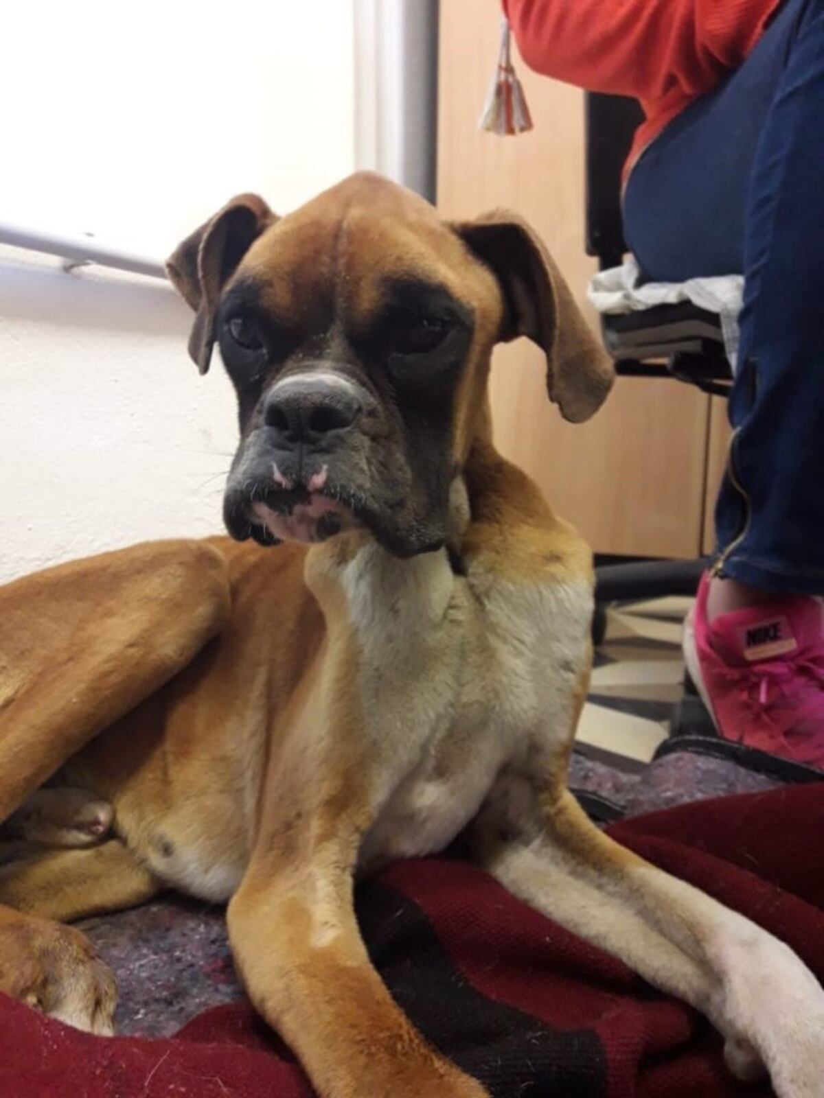 Perro abandonado en ADMA