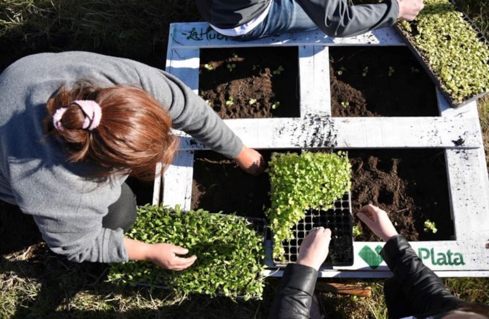 Avanza la instalación de huertas comunitarias en comedores sociales y barrios platenses