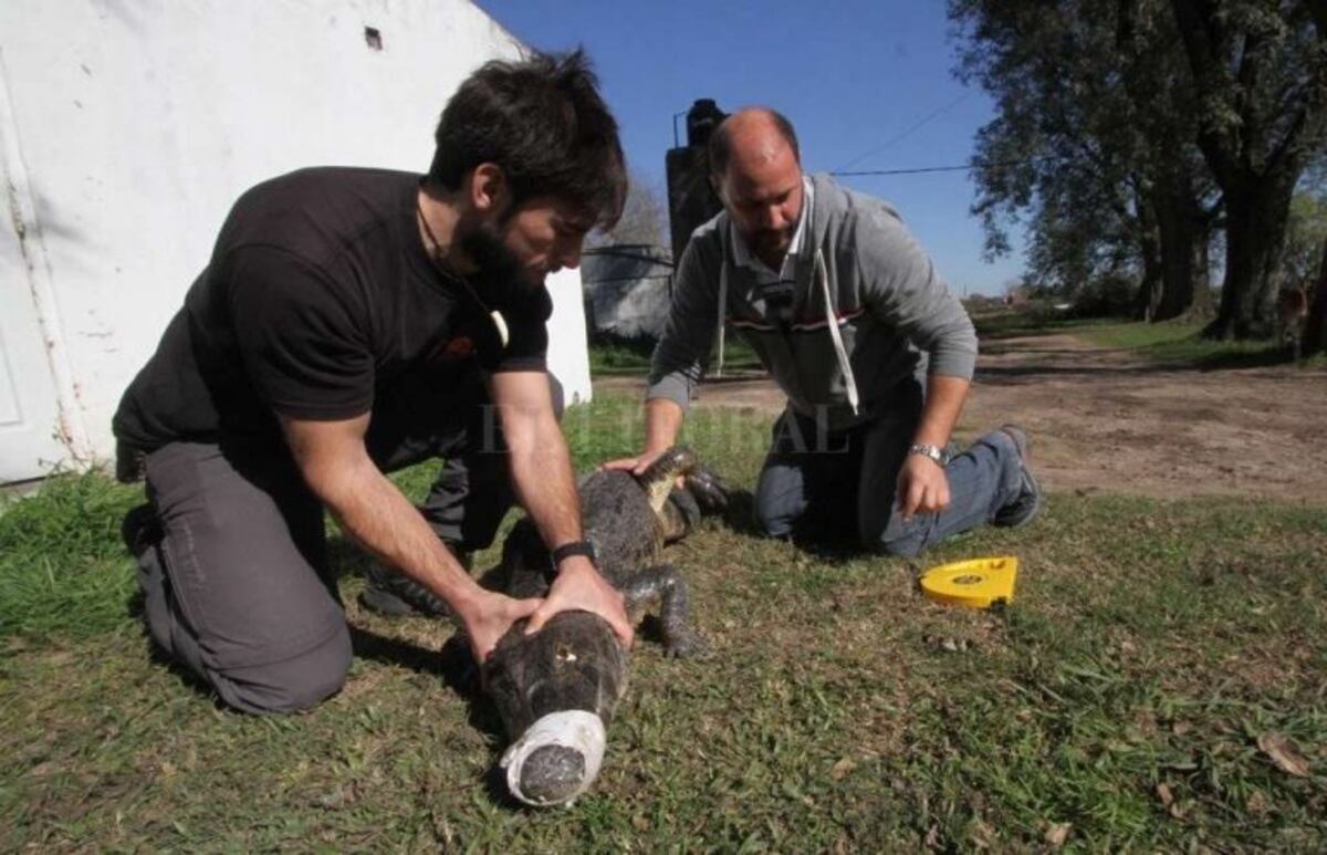 Esta mañana el yacaré mostró una mejoría y caminó por la granja (El Litoral)