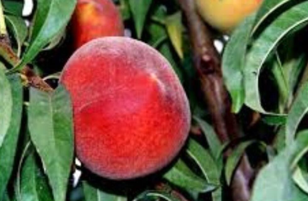 El durazno mendocino será protegido en el Mercosur