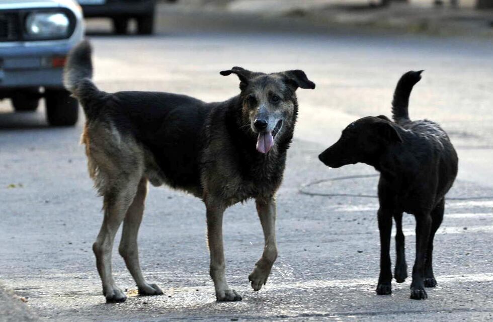 La Plata: un perro atacó a un nene que se acercó a acariciarlo en un supermercado