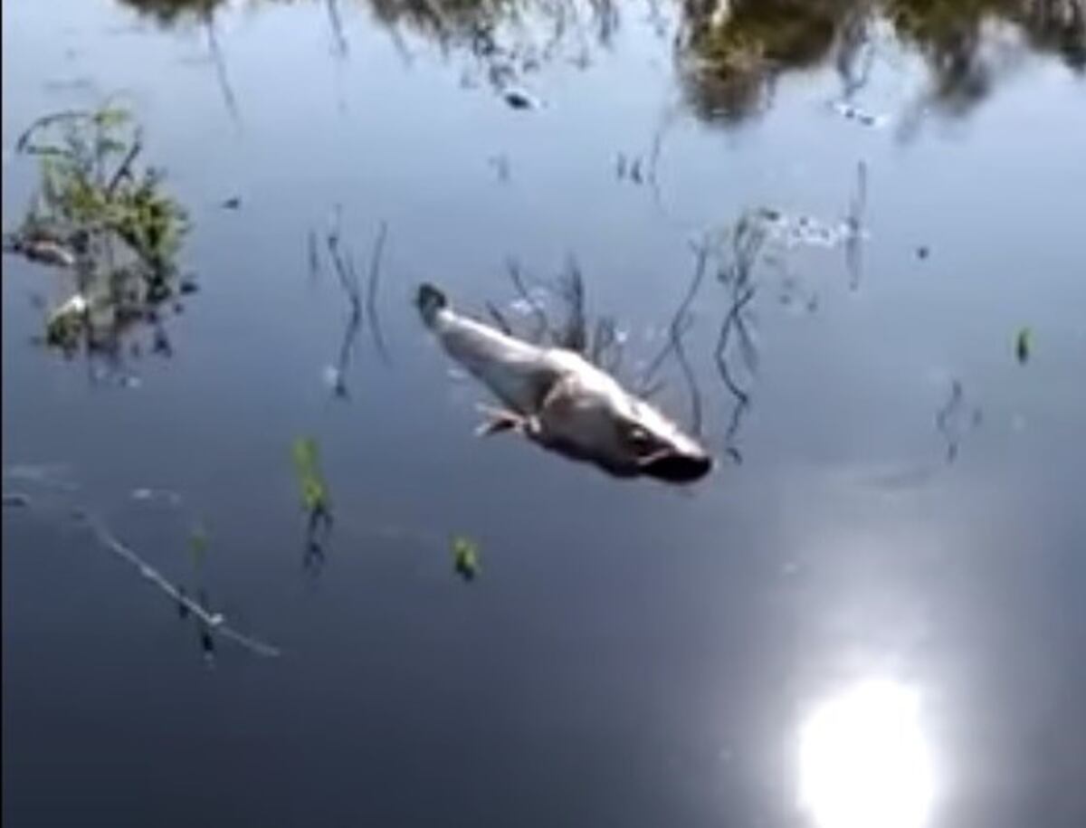 Temor en el norte provincial por la aparición de centenares de peces muertos\u002E (Captura de pantalla)