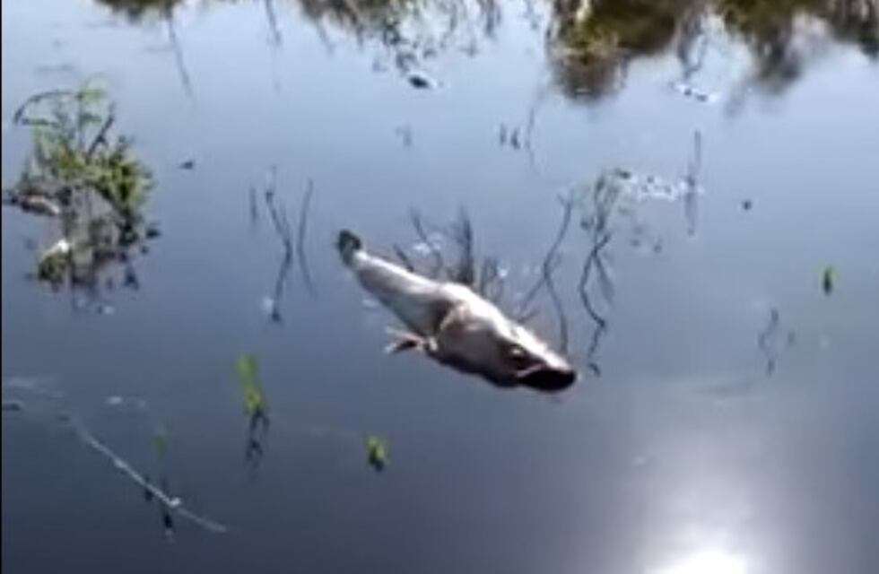 Cientos de peces muertos en el norte santafesino obligaron a la Provincia a investigar el fenómeno