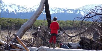 Arboles BAhia Torito