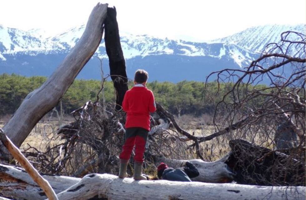 Se alcanzó la meta de los 200.000 nuevos árboles transplantados en paso Beban y Bahía Torito