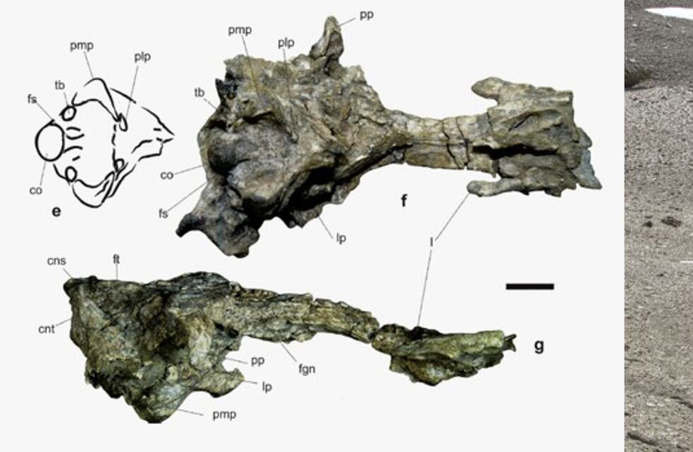 Descubren en la Antártida restos fósiles de un pingüino gigante que usaba su pico como arpón de caza