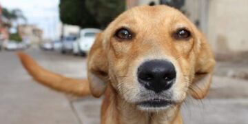 Adopción de perros en Neuquén\u002E