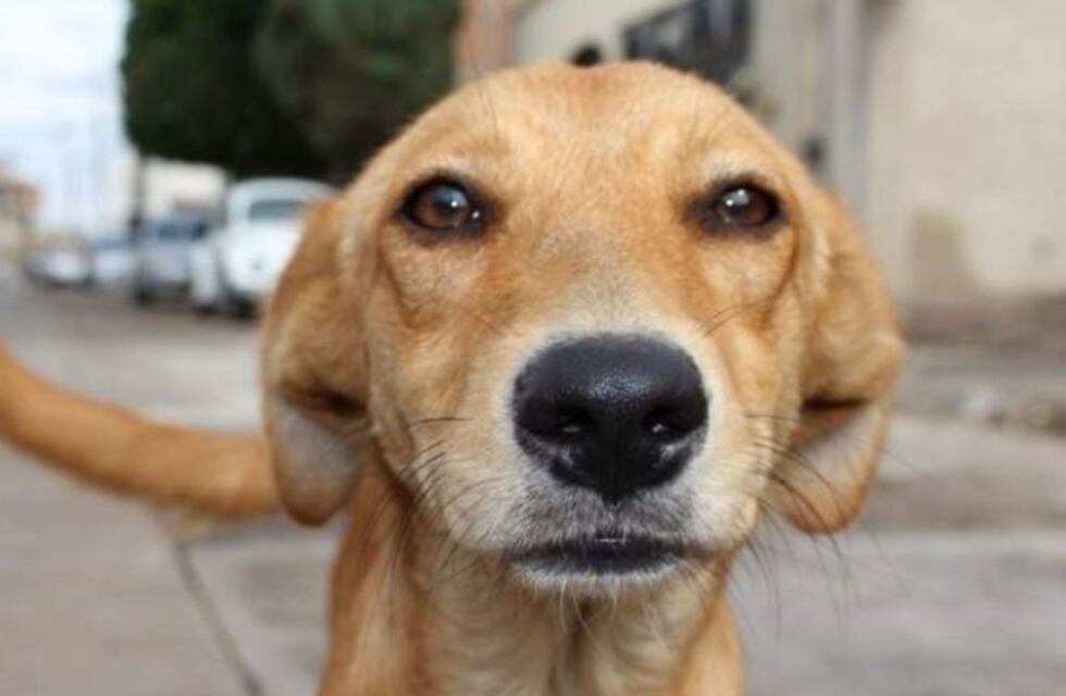 Neuquén: un carrito paseará perros para que sean adoptados