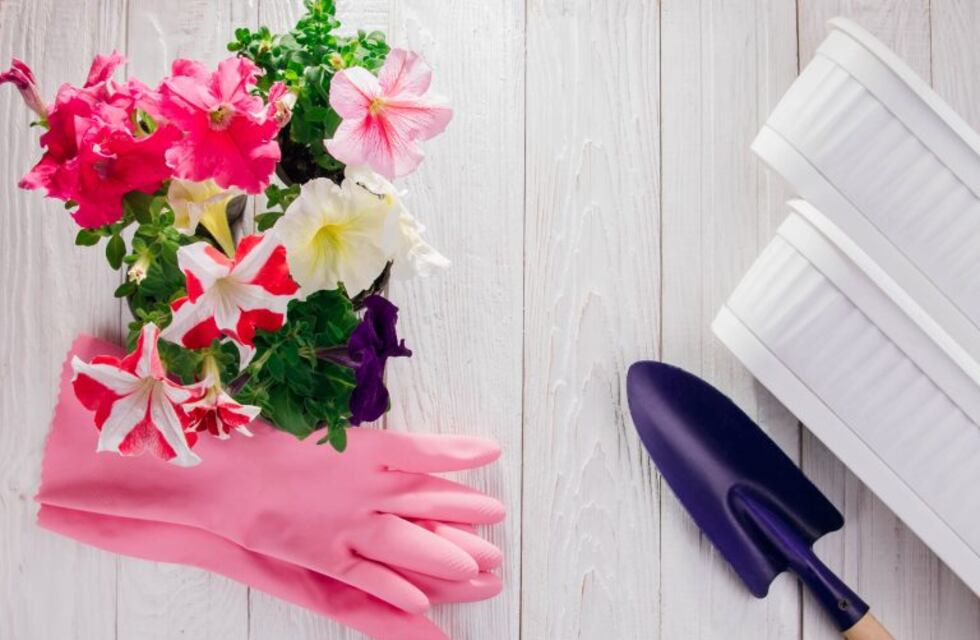Petunias o clavelinas: ¿Cómo elegir flores que soporten bien los cambios de temperatura?