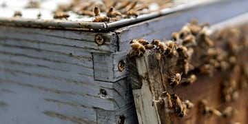Una miel villamercedina recibió un premio en Buenos Aires