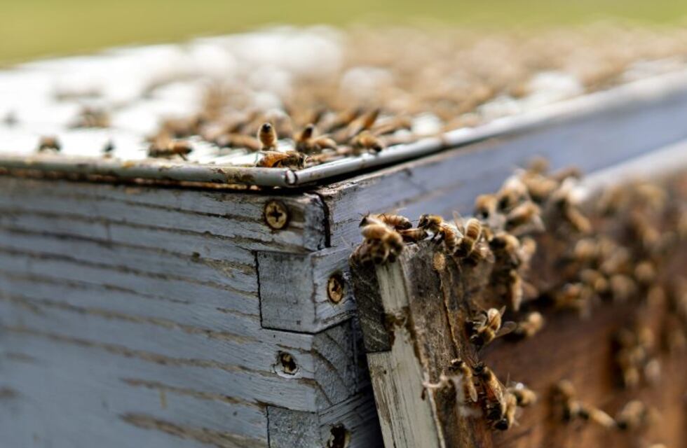 Una miel villamercedina recibió un premio en Buenos Aires