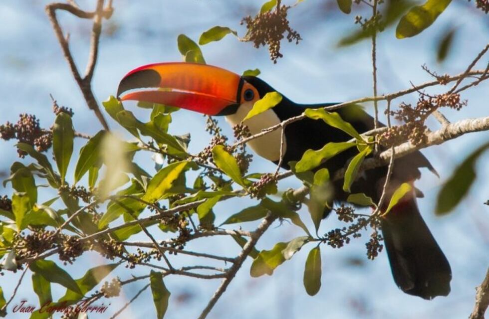 Sorpresiva aparición de tucanes en Riachuelo y Santa Ana