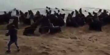 Liberaron al lobo marino que apareció con una rueda en el cuello