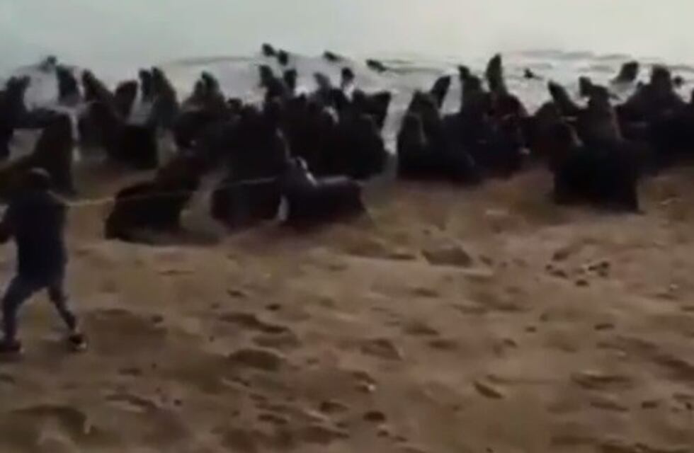 Liberaron al lobo marino que apareció con una rueda en el cuello