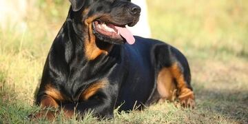 Un rottweiler lastimó a un pequeño de cuatro años en la zona sur