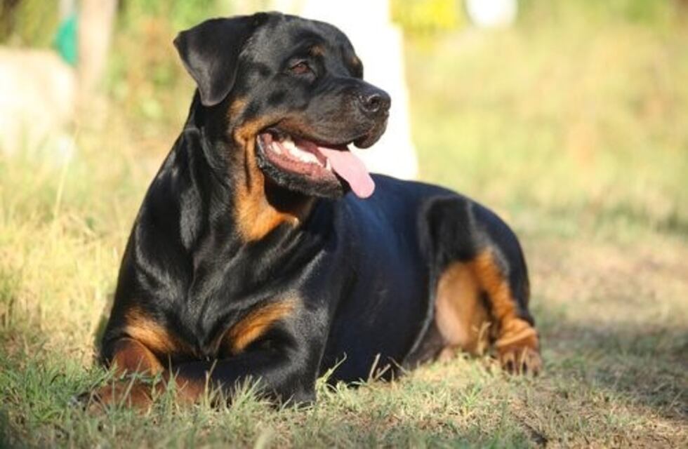 Por ataque de Rottweiler indemnizan a una mujer y sus hijos en Misiones