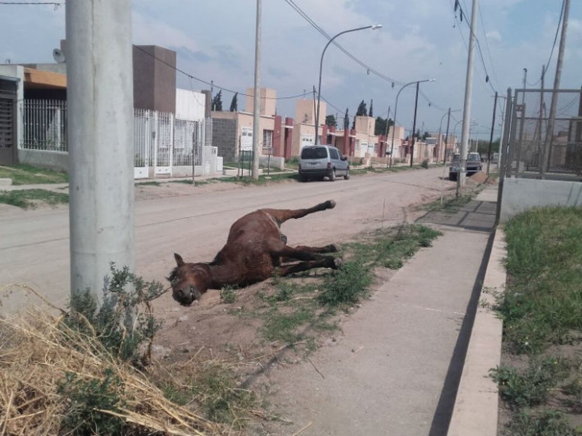 El cadáver del infortunado animal quedó tendido en plena calle\u002E