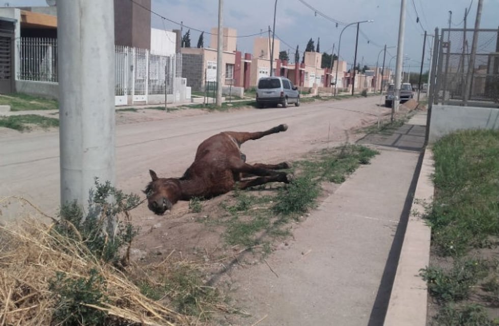 Polémica con un carrero que dejó tirada a su yegua muerta