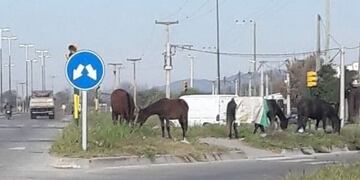 Caballos sueltos en Salta\u002E (Web)