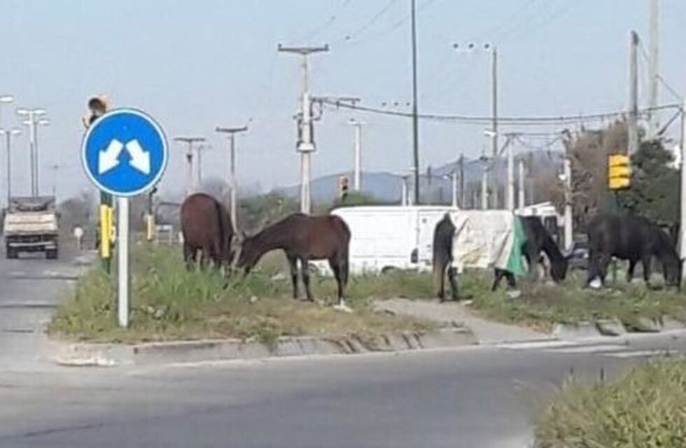 Precaución: caballos sueltos sobre la ruta 21