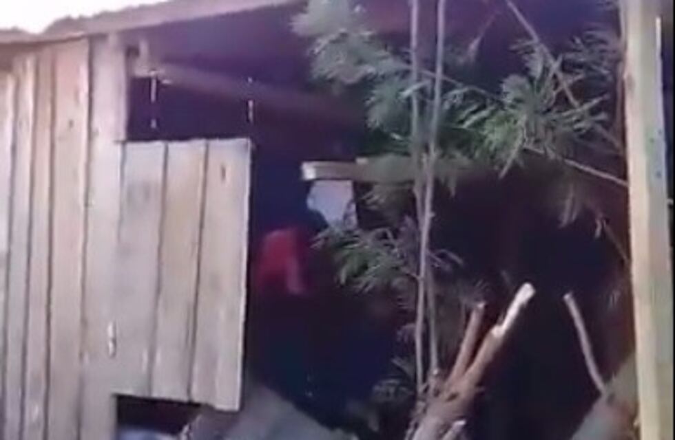 Operarios municipales derribaron un árbol que cayó sobre una casa en Oberá