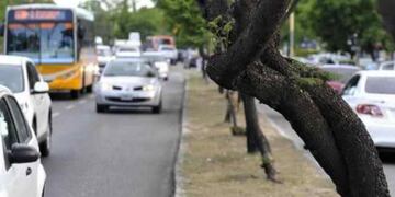 Rafael Núñez\u002E