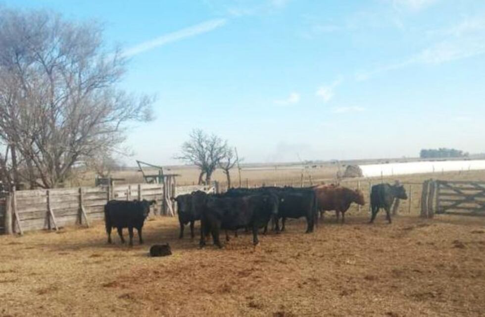 Un productor rural de Quemú Quemú denuncia que le faenaron una vaca preñada