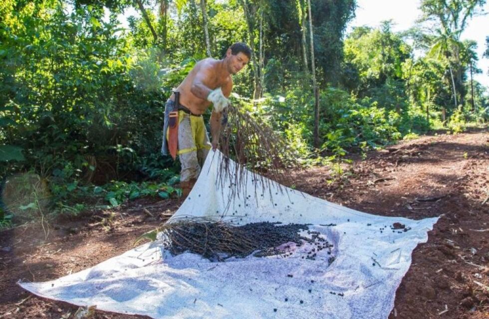 Impulsan la producción sustentable de los frutos del palmito en Andresito