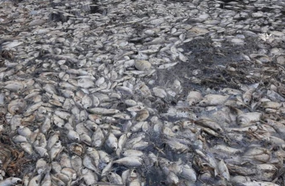 Hallan un cementerio de peces en el río Montelindo de Chaco