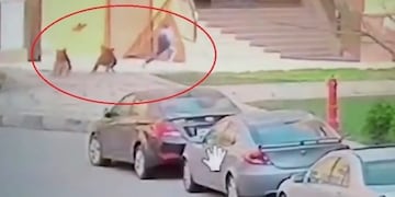 El niño de 7 años fue atacado por dos perros callejeros