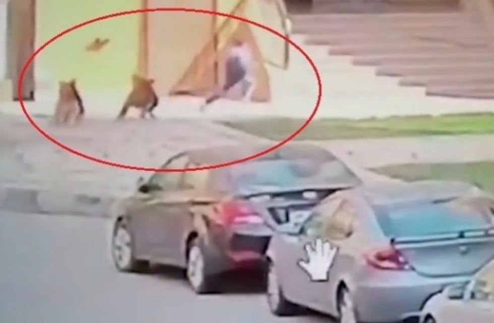 Video: puso su cuerpo para defender a un niño del ataque de dos perros