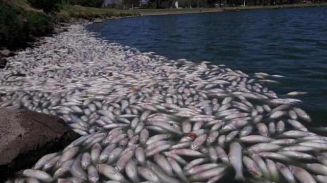 Encuentran miles de peces muertos en La Pampa\u002E