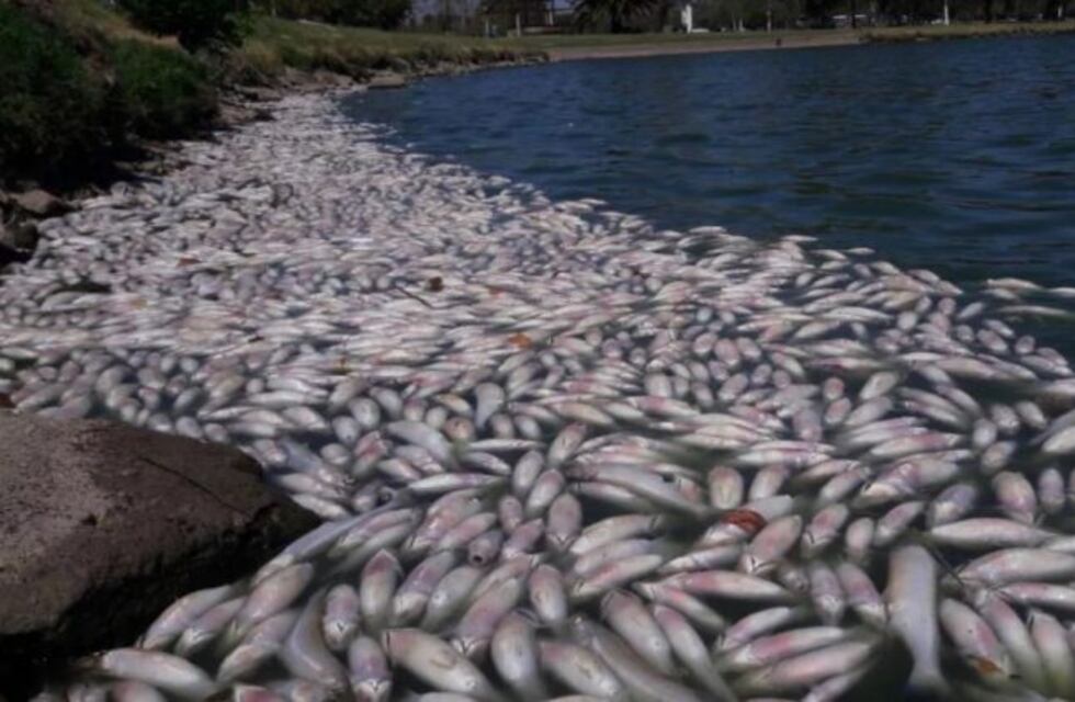 Encontraron miles de peces muertos en La Pampa