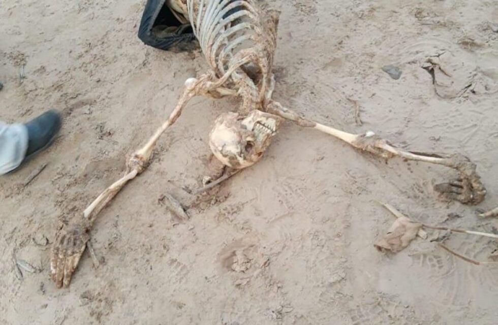 La histórica bajante del río Paraná dejó al descubierto un esqueleto humano completo