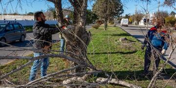 Tras la poda realizada por el municipio decidieron transformarla en leña para entregar a familias necesitadas de Rawson\u002E