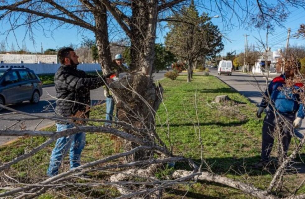 La Municipalidad repartió leña a familias de árboles podados