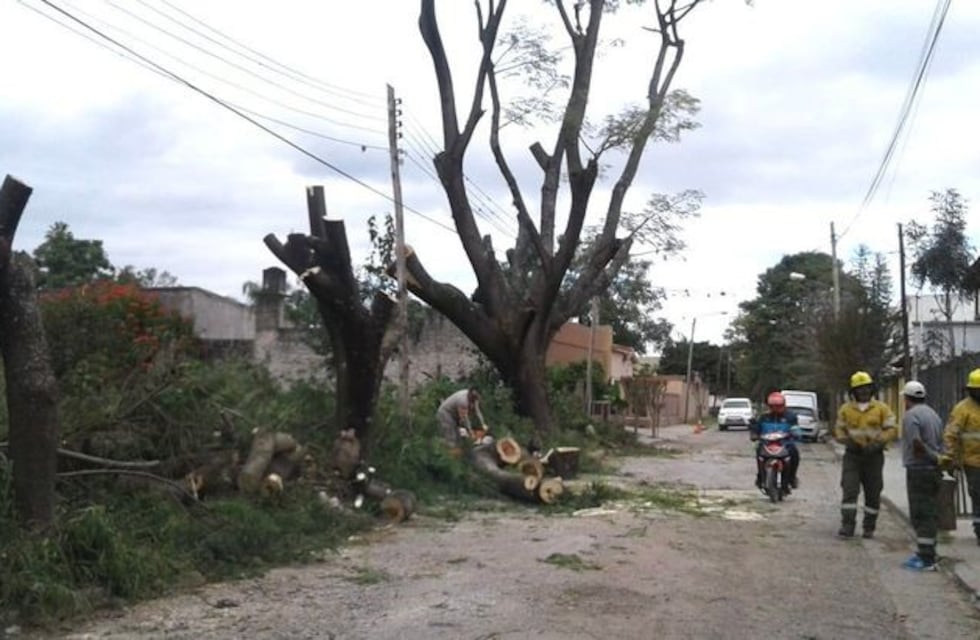 La poda excesiva de seis tarcos causó malestar en Cerrillos