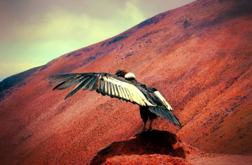 Dueños de los cielos quebradeños, dos cóndores regresan hoy a su hábitat