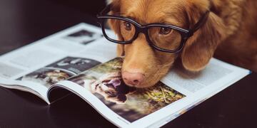 Perros\u002E Adopción responsable\u002E (UNSPLASH)