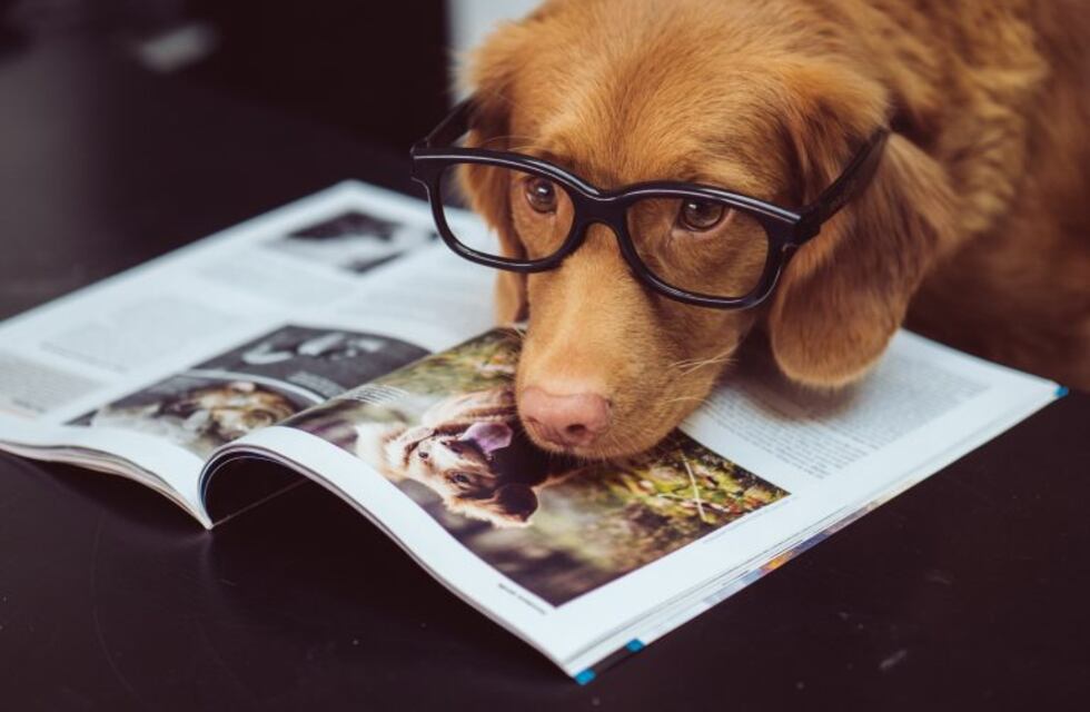 El lado B de la adopción: los perritos que son devueltos al refugio