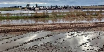Advierten que los productores lácteos de Santa Fe no resistirían una tercera crisis hídrica\u002E