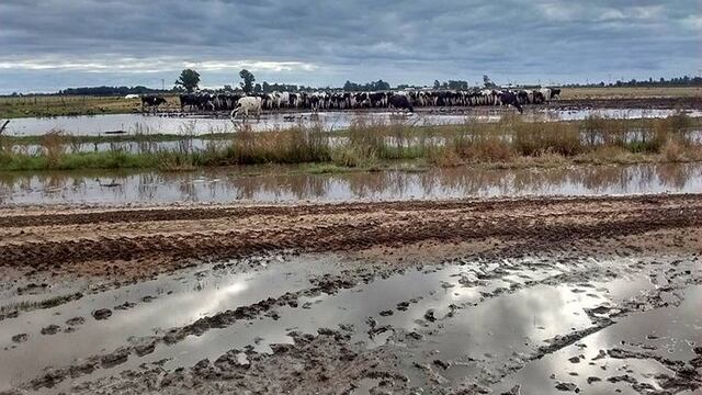 Advierten que los productores lu00e1cteos de Santa Fe no resistiru00edan una tercera crisis hu00eddrica.