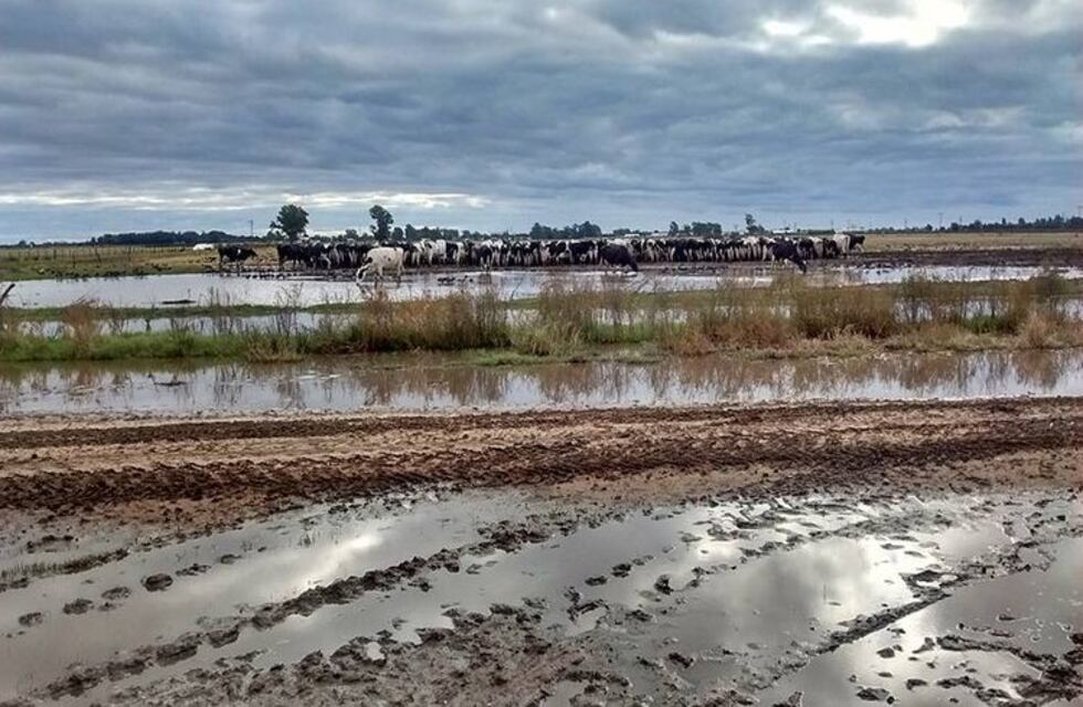 Advierten que el sector tambero de Santa Fe "no resistiría una tercera crisis hídrica"