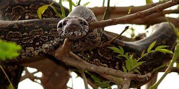 Lampalagua en Tartagal\u002E (Policía de Salta)